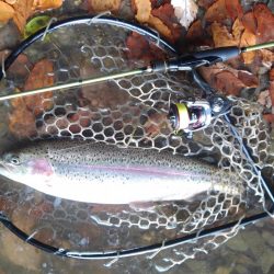 大安トラウトレイク 釣果